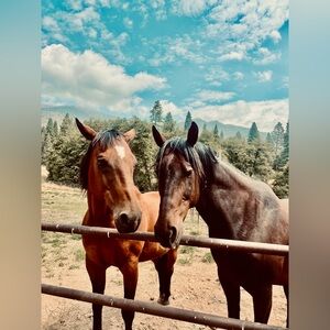 ✨ Bella is live! ✨ like to be notified when I go live! ✨